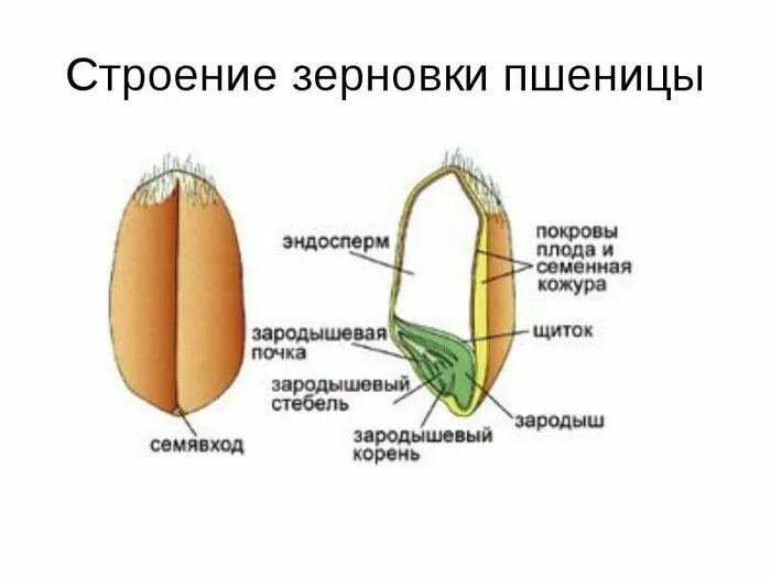 Плод Зерновка строение. Строение плода зерновки пшеницы. Строение зерновки пшеницы и зародыша семени. Схема строения семени пшеницы.