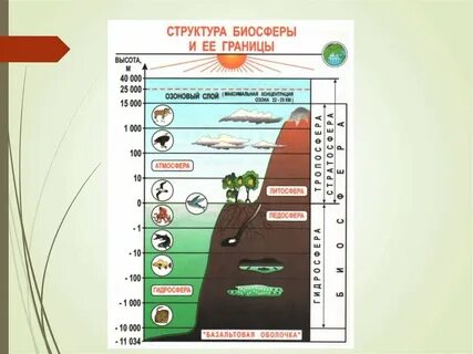 Слои жизни на земле