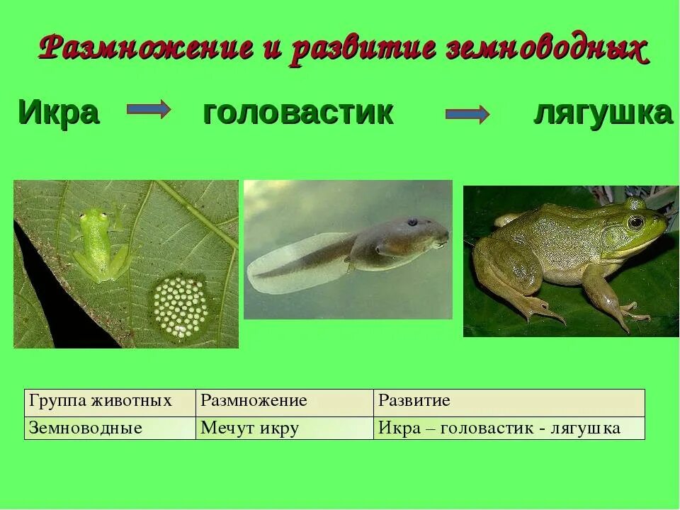 Как происходит развитие земноводных. Стадии развития головастиков лягушки таблица. размножение и развитие лягушки таблица. образ жизни головастика и лягушки. размножение лягушек головастик.