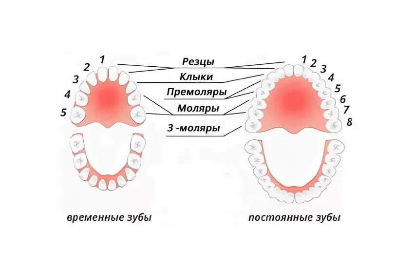 Вторые моляры. Моляры премоляры схема зубов. зубы резцы клыки премоляры моляры. резцы клыки премоляры моляры анатомия. строение зубов резцы клыки.
