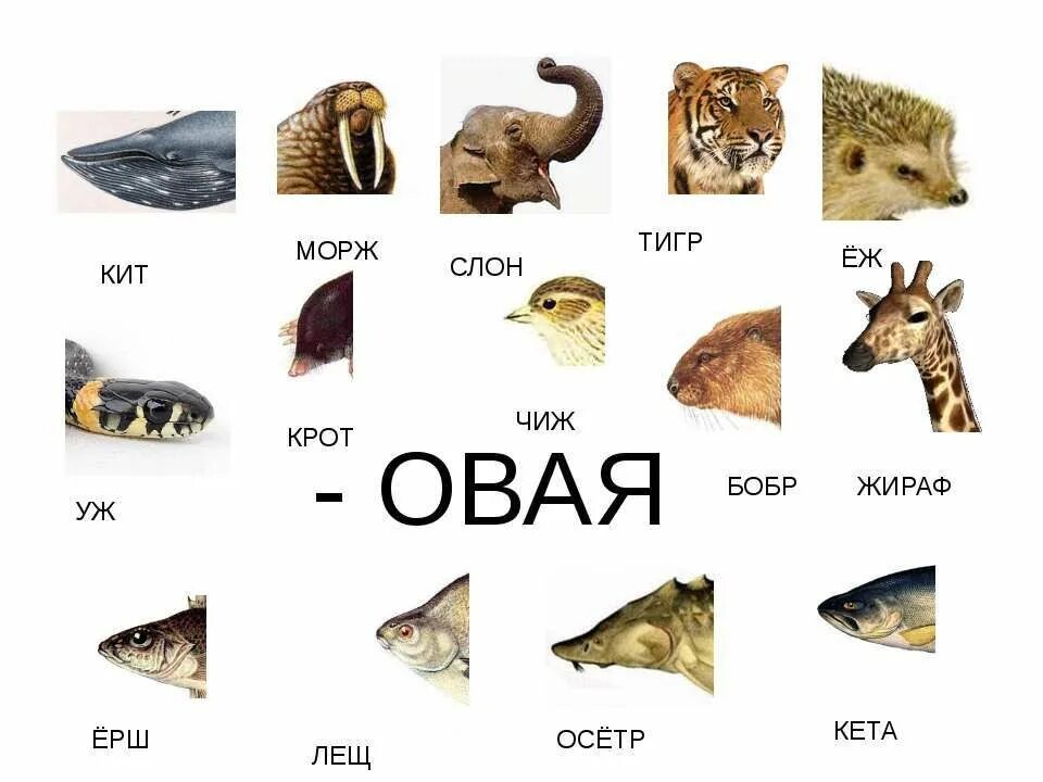 Притяжательные прилагательные в русском языке примеры Пин на доске Le français Разговорные фразы, Разговорник, Французский язык