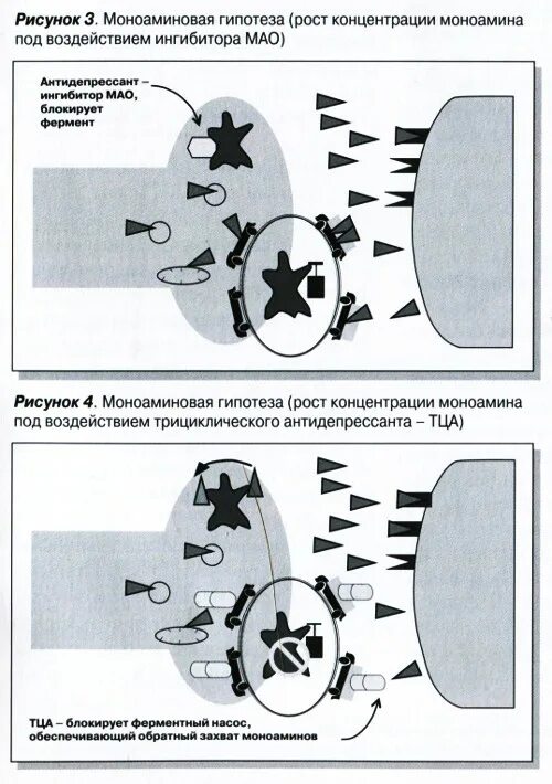 Гипотеза роста