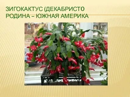 Растения и их страны
