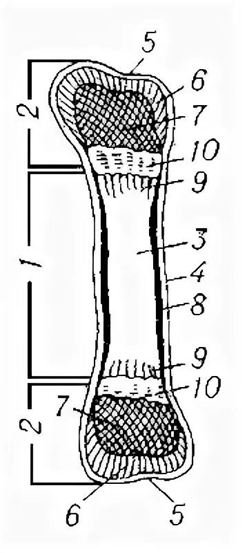 Трубчатый орган 5. Схема трубчатой кости анатомия. Строение трубчатой кости ЕГЭ биология. Строение трубчатой кости эпифиз диафиз. Строение трубчатой кости рисунок.