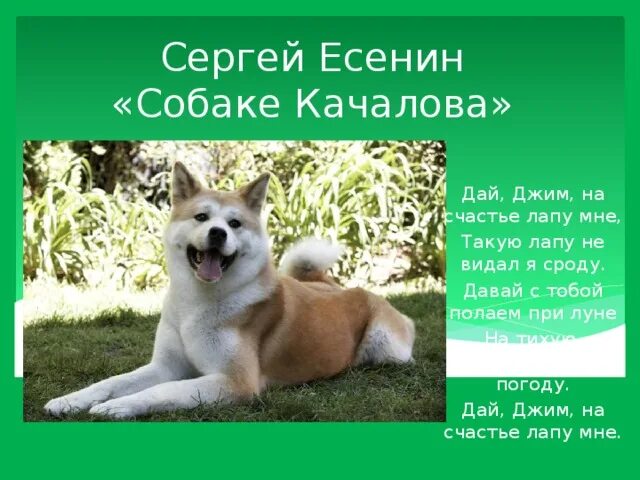 Песнь о собаке есенин. Стихотворение собаке качалова есенин. Собаке качалова. Есенин стих собаке качалова текст. Собаке качалова есенин.