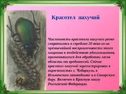 Жук красотел в красной книге