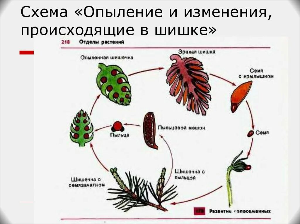 Половое размножение хвойных. Цикл развития голосеменных схема. Размножение сосны схема. Схема циклы развития голосеменных растений схема. Цикл размножения голосеменных схема.