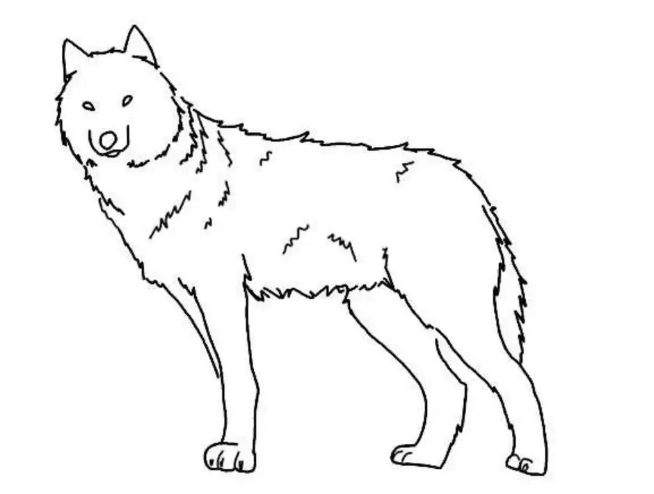 Волк рисунок. Волк рисунок для детей. Волк в полный рост рисунок. Рисовать волка. Волк поэтапно для детей