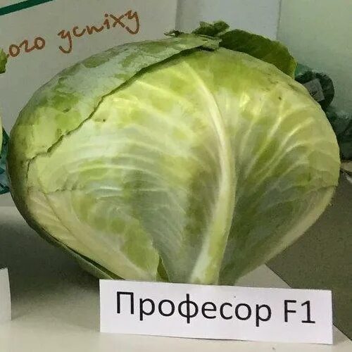 Профессор F1, капуста белокочанная (2500 семян) в Аксае