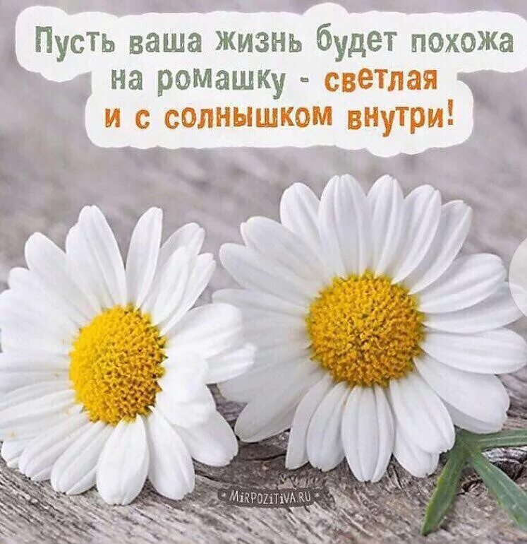 Желаем чтобы ваша жизнь была. Добрые пожелания с ромашками. пусть ваша жизнь будет похожа на ромашку светлая и с солнышком внутри. цитаты про ромашки. пусть ваша жизнь будет похожа на ромашку.