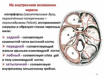 Черепные пространства