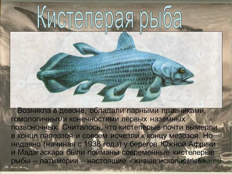 Какие особенности кистеперых рыб