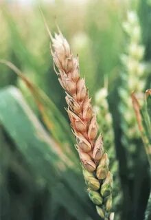 Фузариоз пшеницы фото 