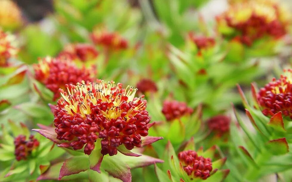Радиола розовая полезные свойства и противопоказания. Родиола розовая rhodiola rosea. родиола розовая (rhodíola rósea). родиола арктическая. родиола в тундре.