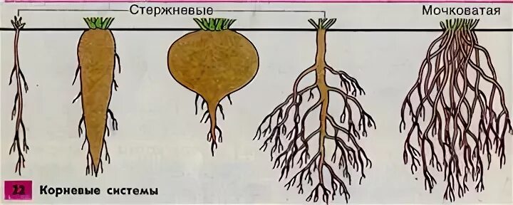 Придаточные корни развиваются из зародышевого корешка