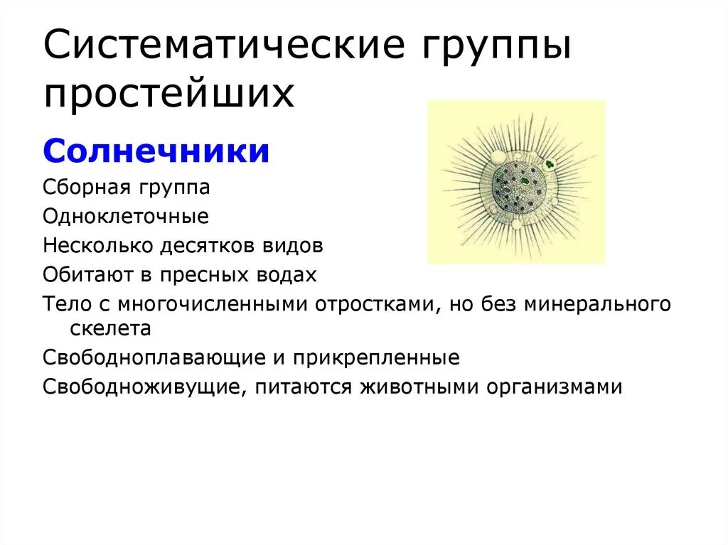 Какие есть группы простейших. Солнечник протист. Солнечник одноклеточное. Систематические группы простейших. Представители Солнечников простейших.