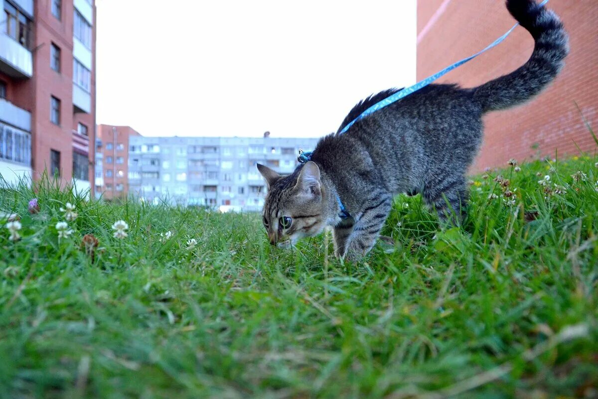 Кошечка гуляет. Коты на улице. Кот гуляет. Кошка на прогулке. Выгуливание кошек.