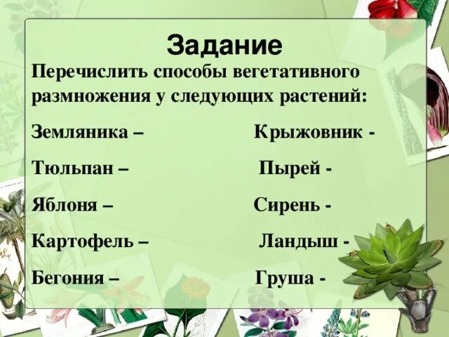 Презентация "Вегетативное размножение растений"