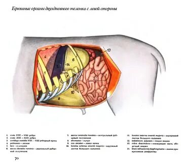 Органы свиньи подходит человеку