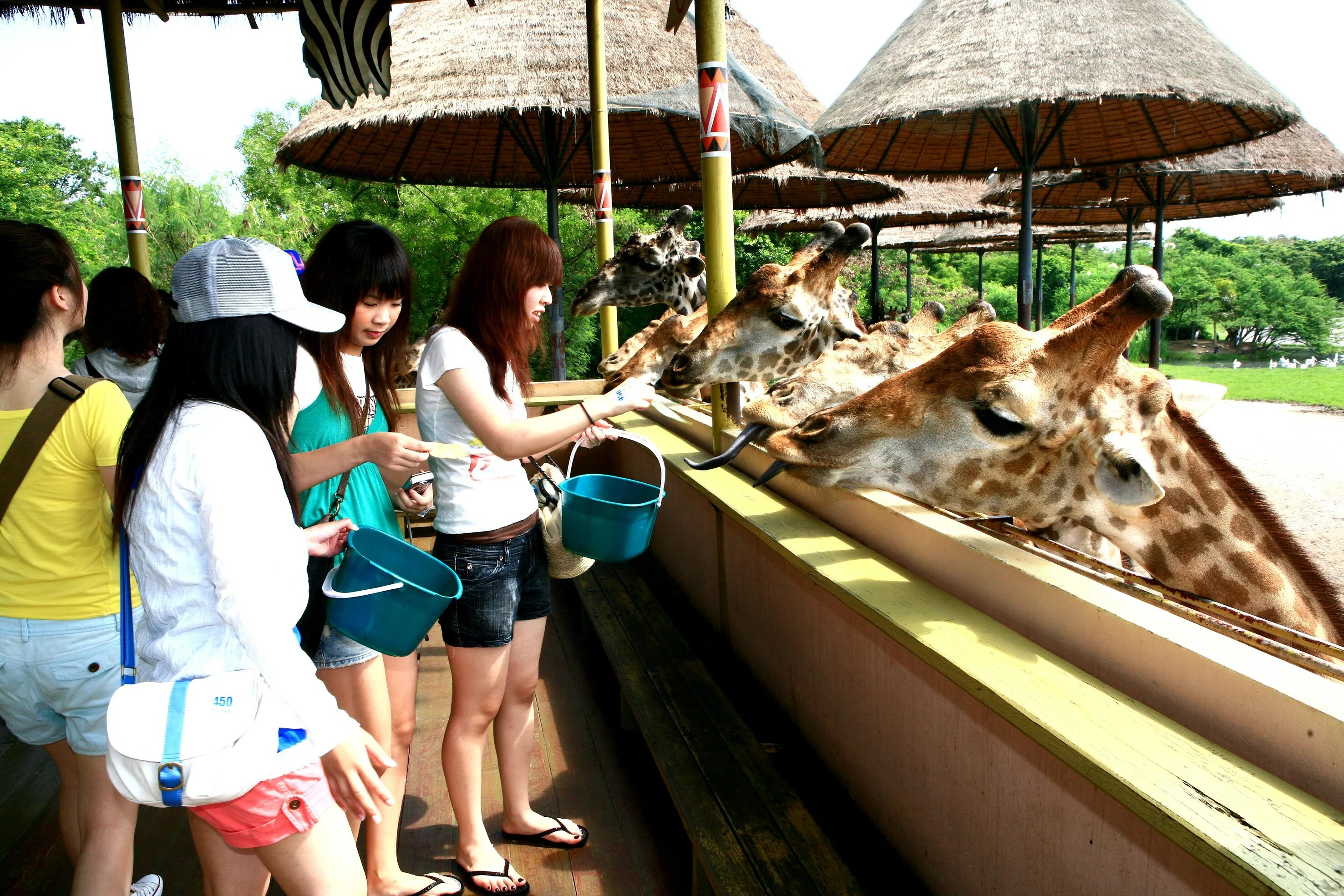 Сафари Бангкок. Мир сафари (Safari World), Бангкок. Сафари парк Тайланд. Бангкок зоопарк сафари. Экскурсии в бангкок из паттайи