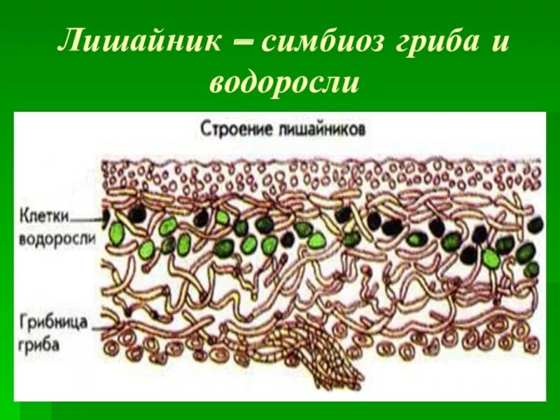 Строение симбиоз лишайников. Симбиоз гриба и водоросли в лишайнике. Строение лишайника 5 класс биология. Симбиоз грибов и водорослей в лишайнике. Семя лишайника