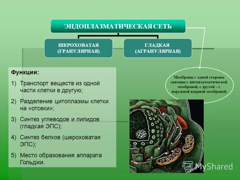 Функция эндоплазматической сети в животной клетке. Функции эпс в растительной клетке. функции эпс в клетке. эндоплазматический ретикулум строение и функции таблица. агранулярная эпс функции.