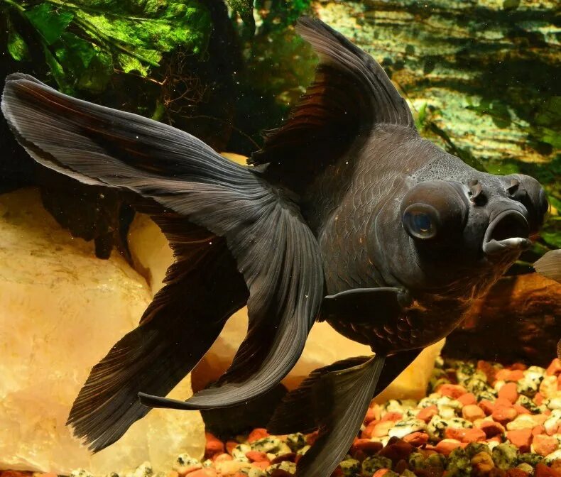 Телескоп рыбка. Золотая рыбка телескоп черный бархат. Телескопик рыбка аквариумная. Телескопик рыбка. Рыбка вуалехвост черная.