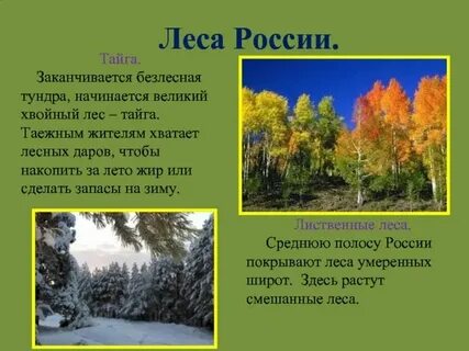 А тундра б смешанные леса