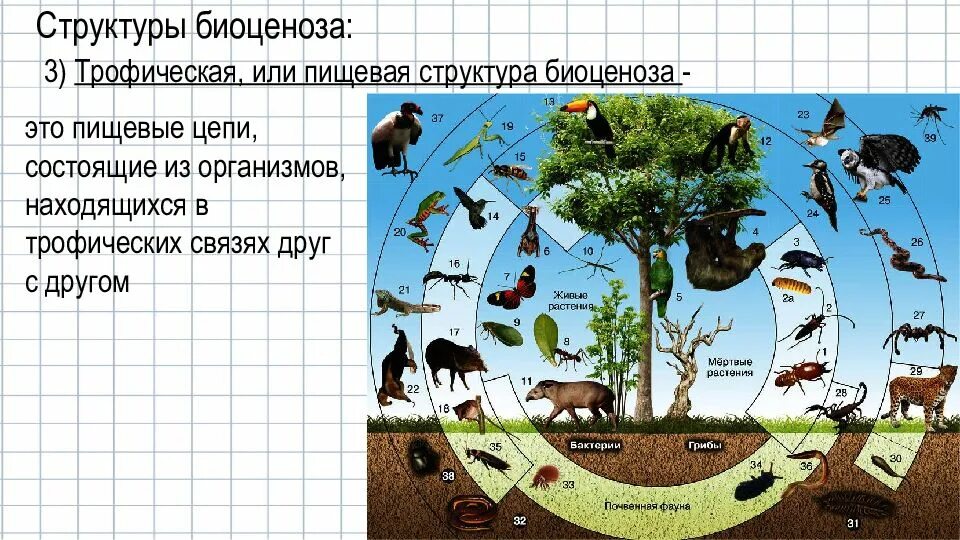 Биоценоз леса схема. Видовая структура биоценоза. Структура биоценоза экосистемы. Трофическая структура биоценоза. Первостепенную роль в развитии биоценозов выполняют