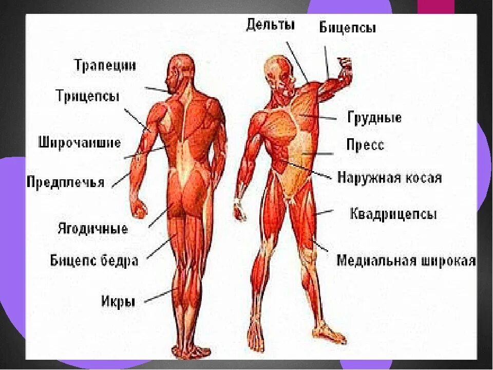 Мышцы туловища и конечностей 8 класс биология. Мышечная система человека анатомия с названием. Назовите мышцы человека