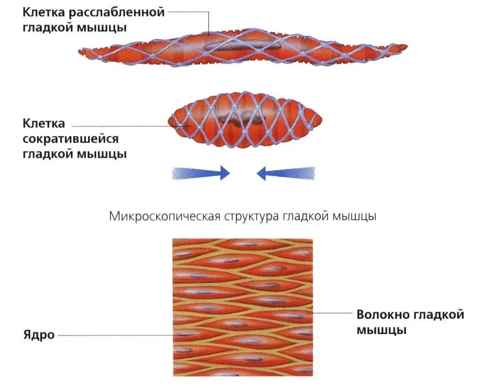 Клетки гладкой мускулатуры сокращаются