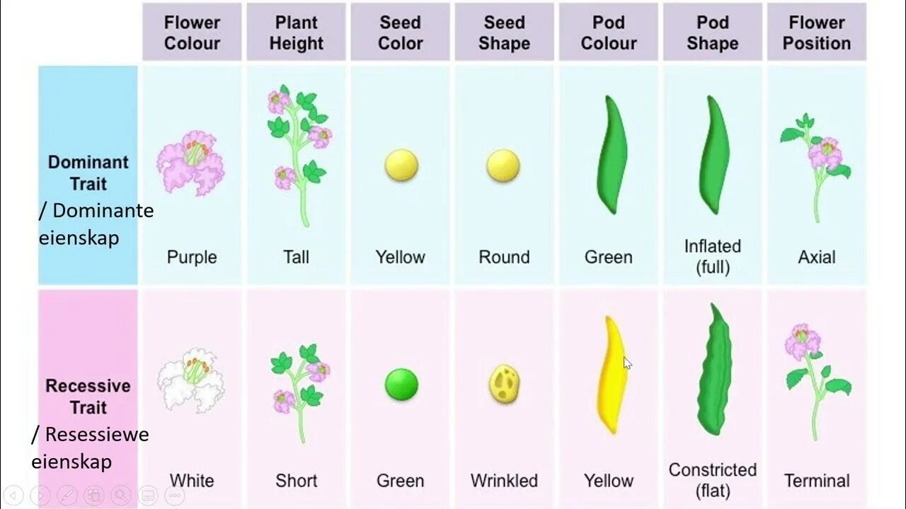 Plant color. Gregor-Mendel Experiments. Горошины Менделя. Seeds цвета Графика. Растение гороха вектор Мендель.
