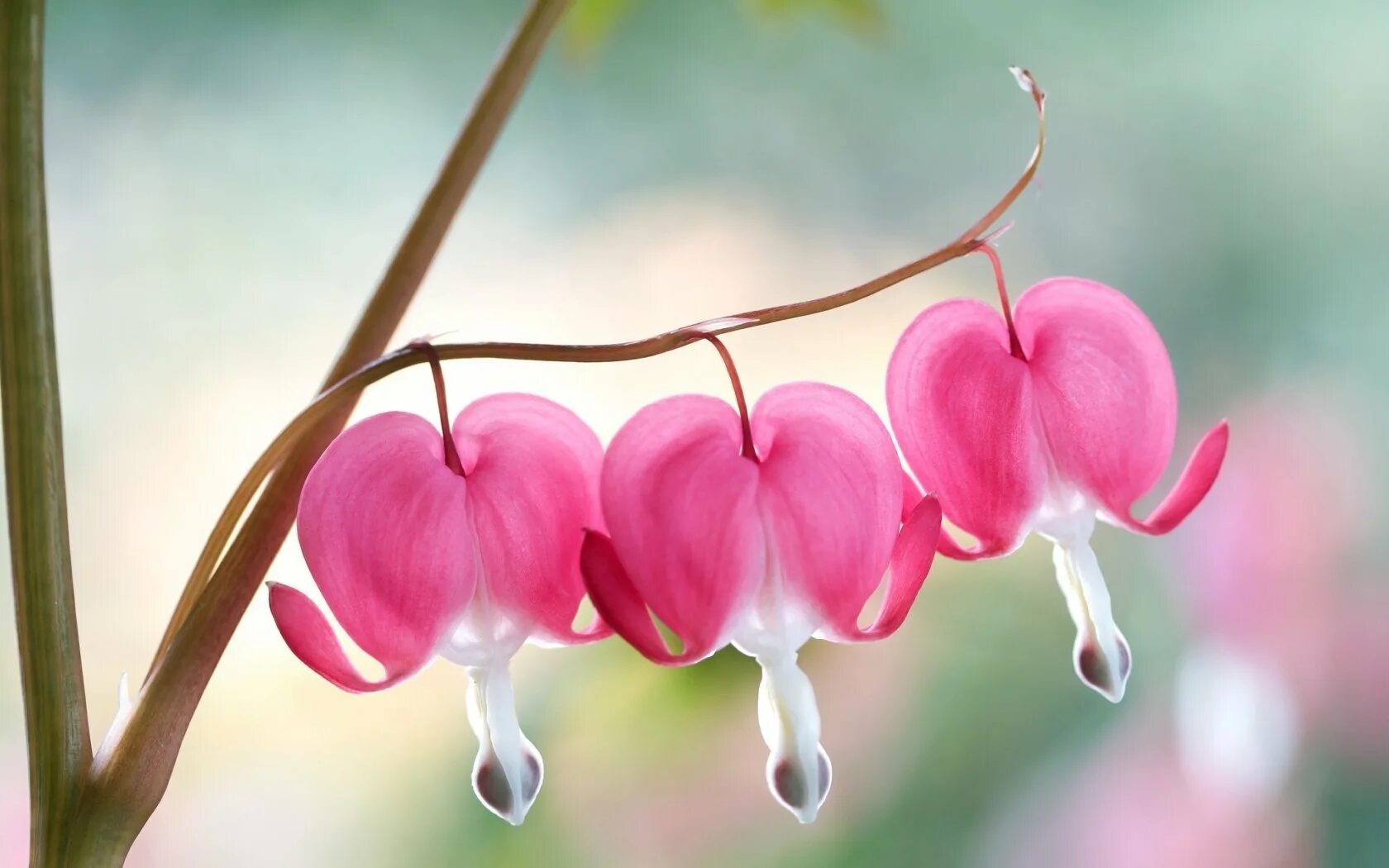 Цветки похожие на сердечки белые. Сорта разбитого сердца. Сорта разбитого сердца. Цветок похожий на сердце. Дицентра великолепная чёрная.