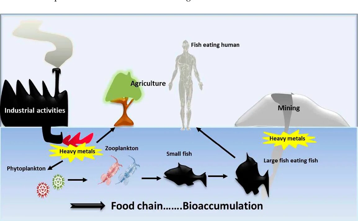 Heavy metal pollution. Heavy metals in water. Загрязнение океана инфографика. Естественное загрязнение тяжелыми металлами. Heavy metal pollution.