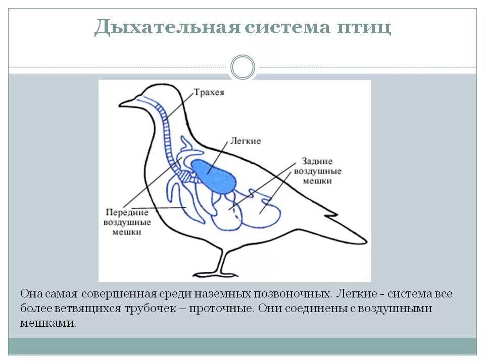 Легкие имеющие воздушные мешки