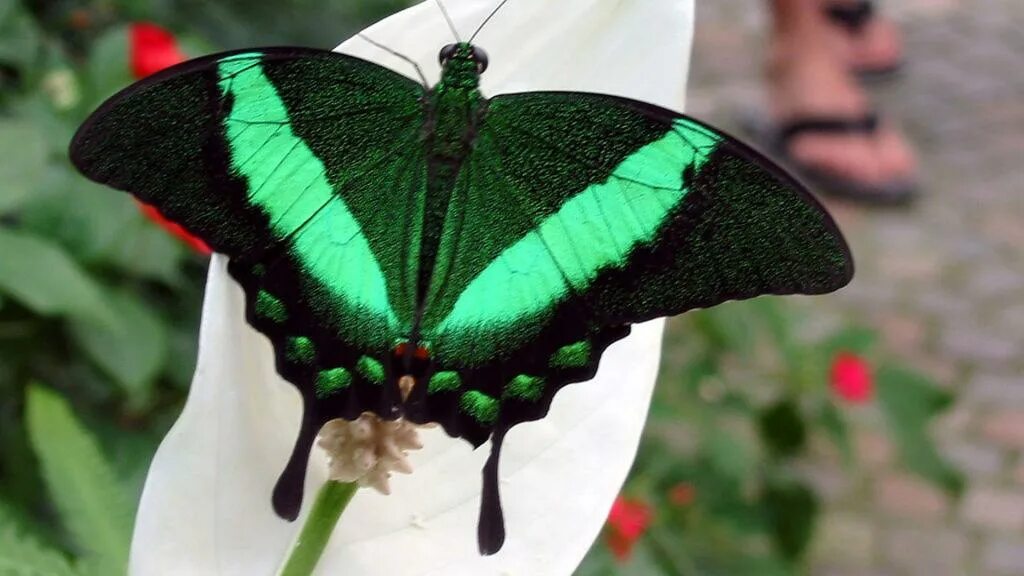 Черно зеленая бабочка. Papilio Palinurus бабочка. Парусник Палинур. Papilio Palinurus бабочка куколки. Парусник Палинур гусеница.