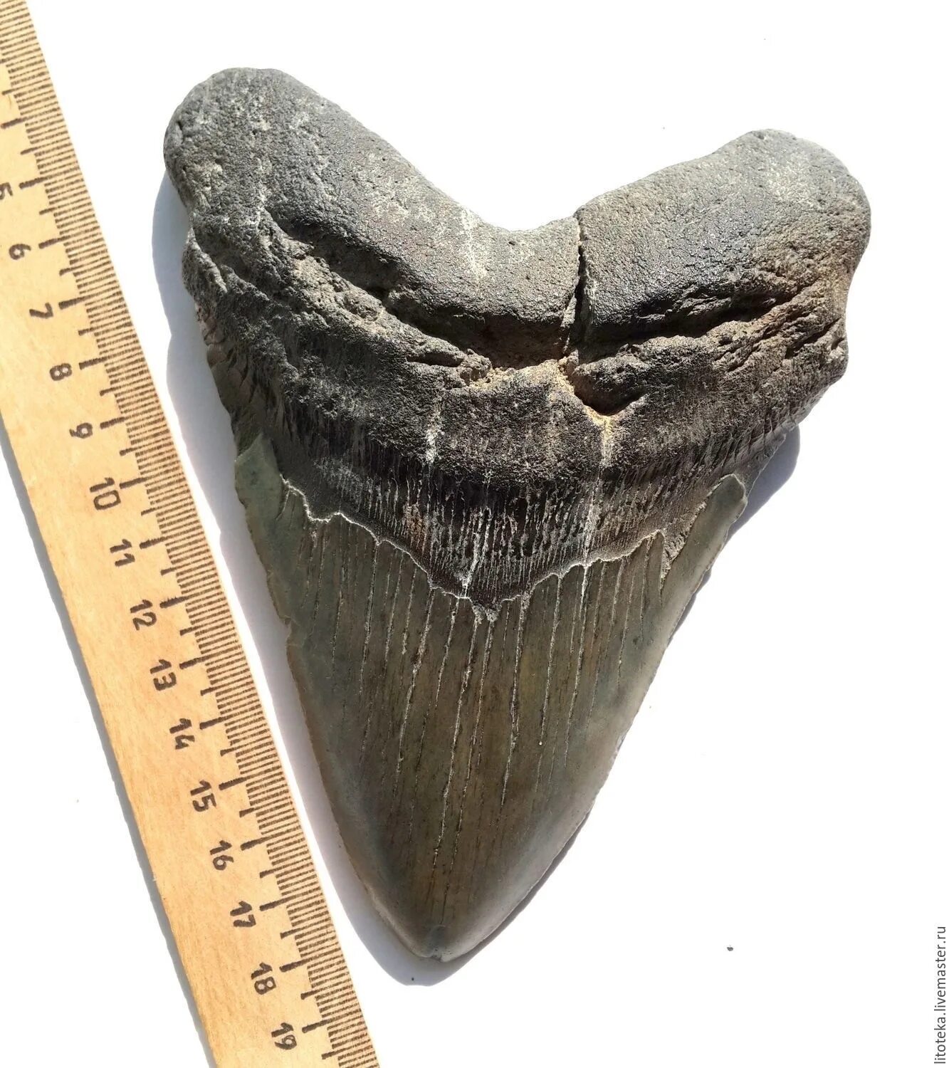 This Megalodon tooth that was found in the Ace River Basin of Georgia. The massi