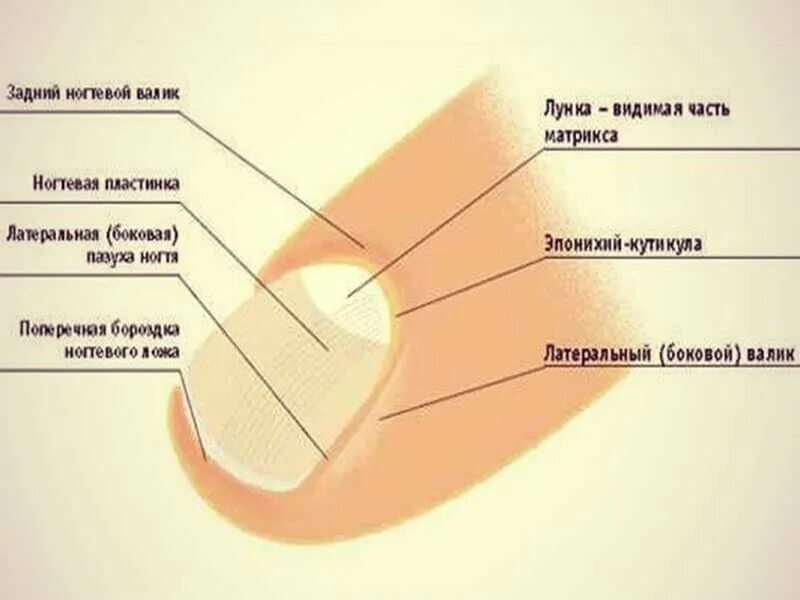 Почему ноготь стал мягким. Строение ногтевой пластины слои. Строение пальца и ногтевой пластины. Строение ногтя. Строение ногтя на ноге.