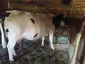 Корова от частных лиц