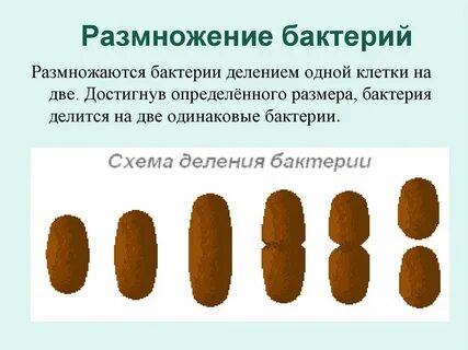 Температура размножения бактерий
