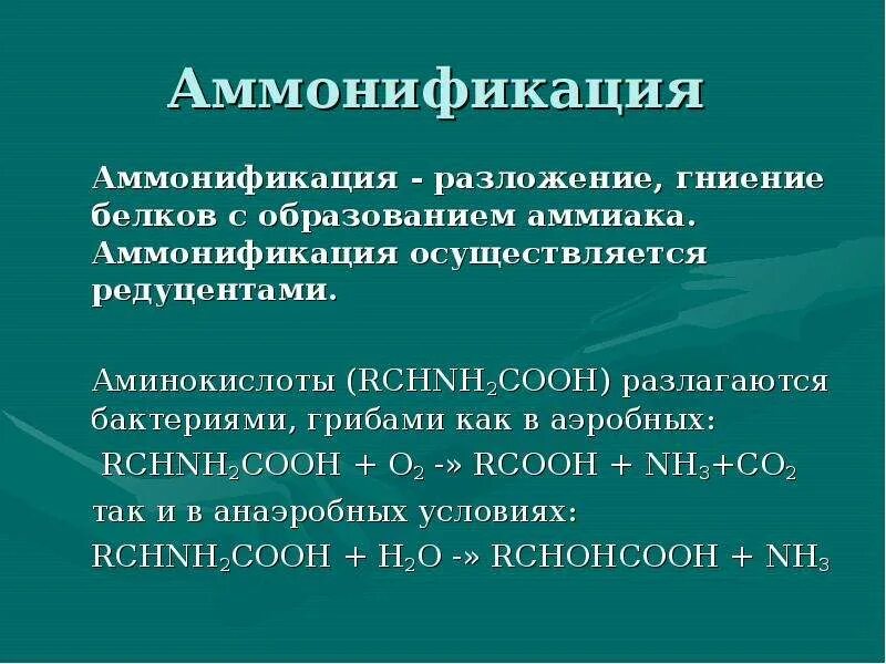 Аммонификация. Аммонификация в аэробных условиях. Аммонификация белков. Процесс аммонификации. Аммонификация бактерии.