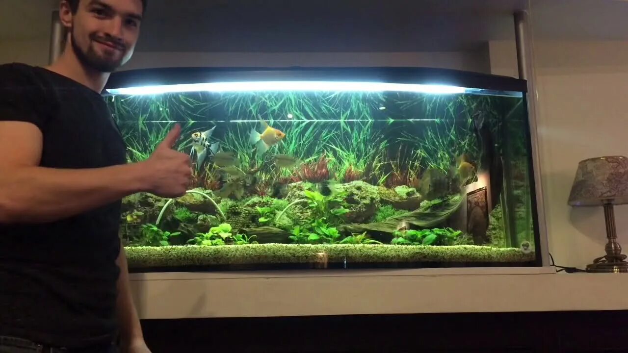 Подменять воду в аквариуме. Подмены воды в аквариуме. Подмена воды в аквариуме. Сифонить аквариум. Подмена воды в аквариуме фото.