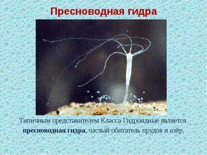 Представители гидры пресноводной