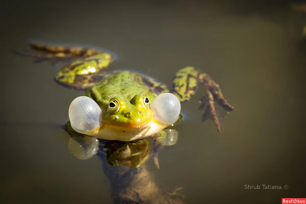 лягушки квакают в пруду. танцующий лягушонок.