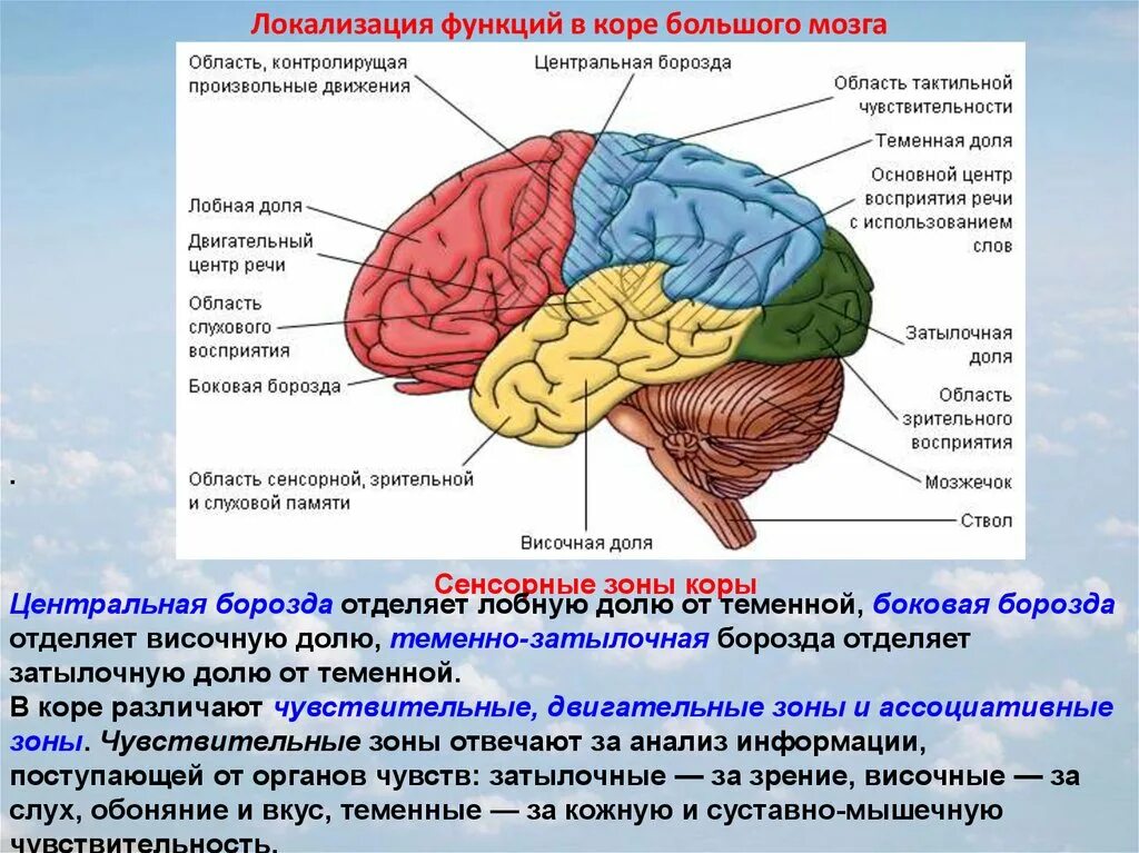 В теменной доле анализаторы. Корковые центры и их локализация. Локализация анализаторов в коре головного мозга. Локализация ядер анализаторов в коре головного мозга.