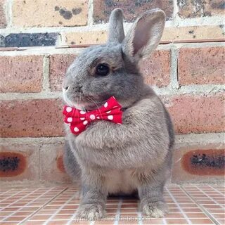 Rabbit original