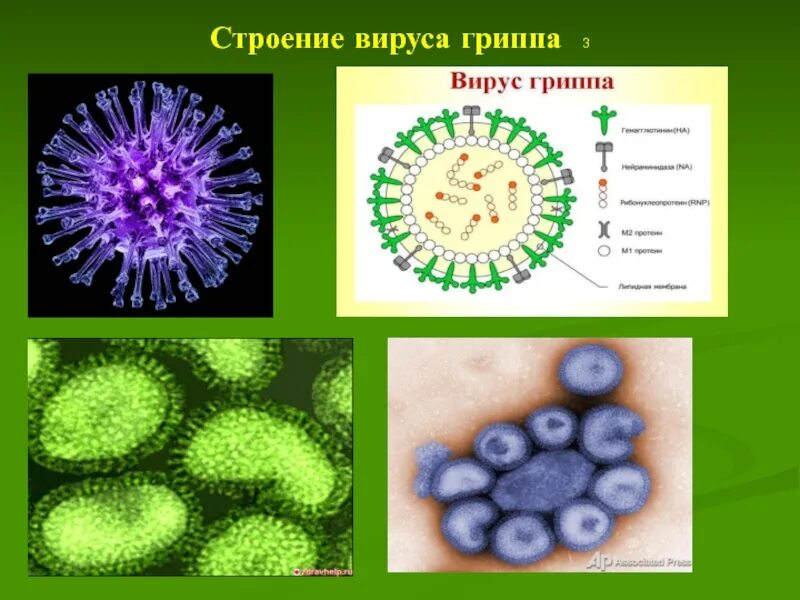 Грипп б 1. Структура вириона вируса гриппа. Схема строения вириона вируса гриппа. Схематическая структура вируса гриппа. Структура вириона гриппа.