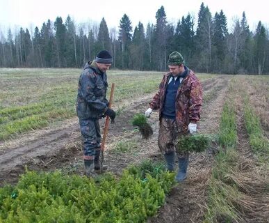 Лесное хозяйство костромская область