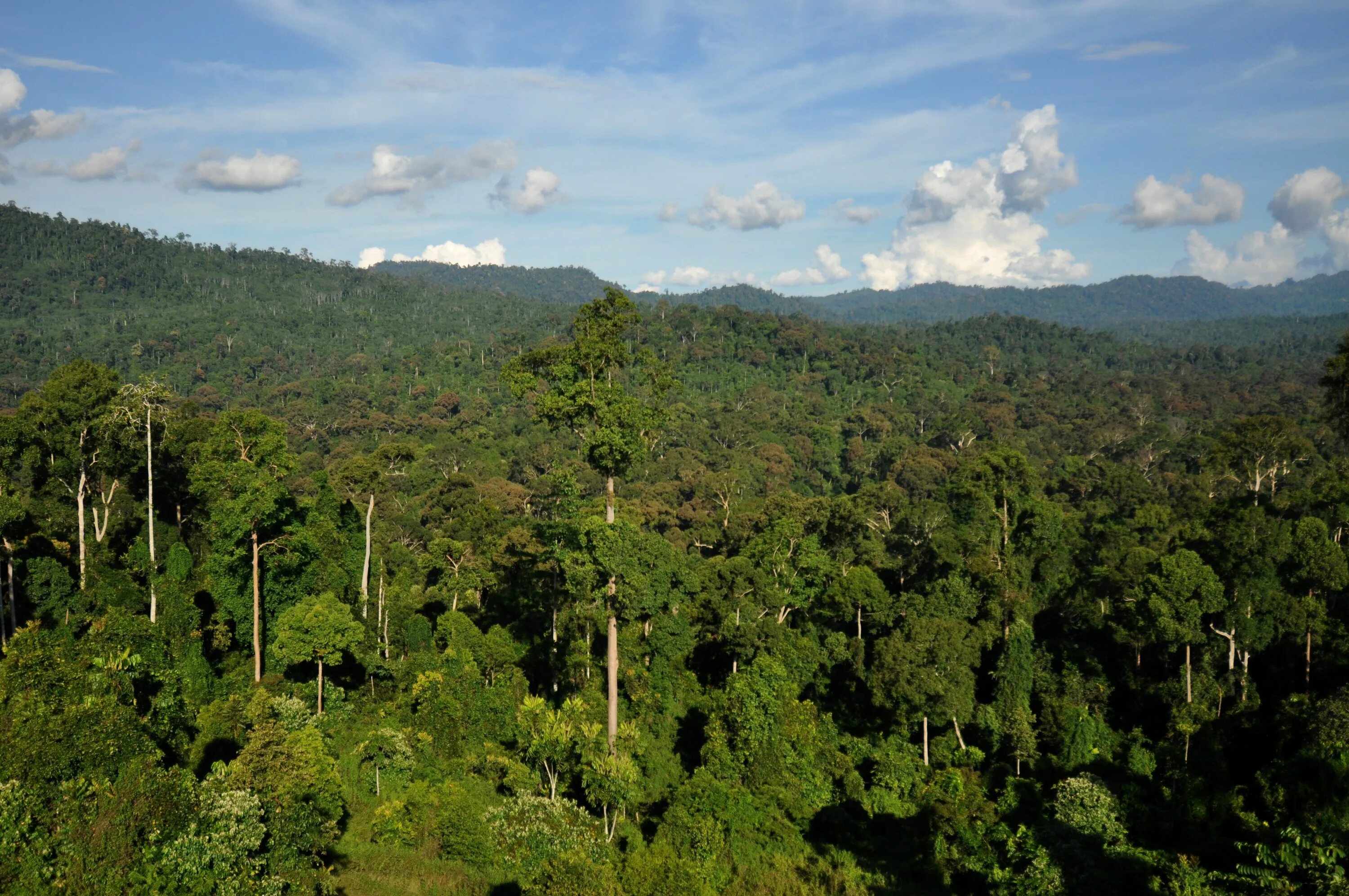 Amazon borneo congo. Тропические леса. Влажные тропические леса. Деревья тропиков. Тропические леса Ацинананы.