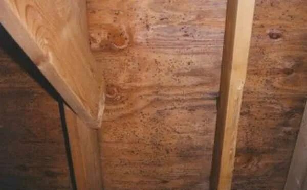 Плесень и грибок на древесине. Грибок на деревянных стенах. Грибок синевы на древесине. Плесень в бане на бревнах. Пропитка для вагонки в парилке.